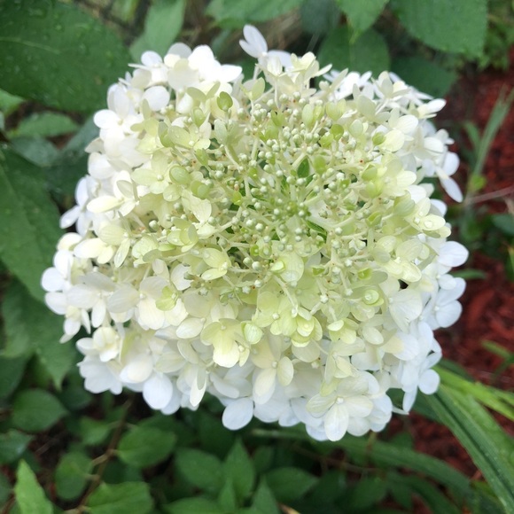 Meet your Posher, Heidi - Picture 1 of 1